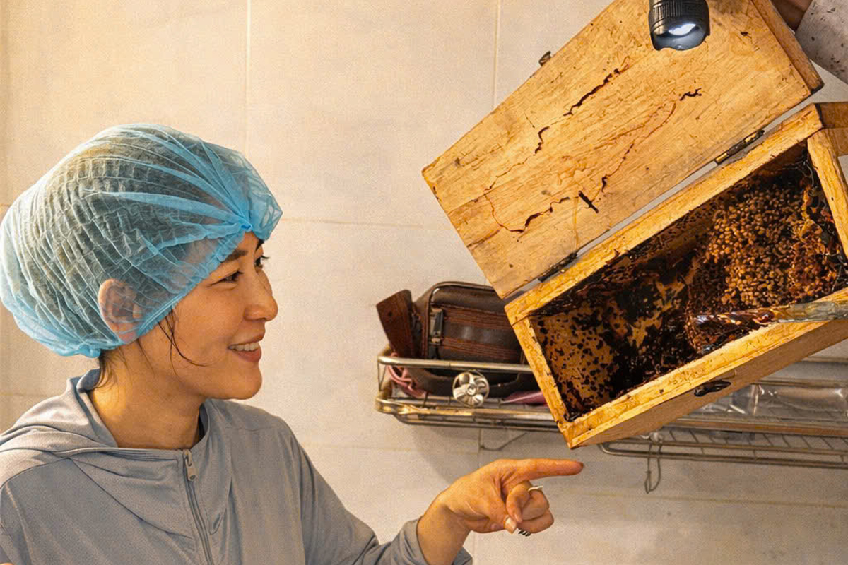 Khai thác mật ong dú Trảng Bàng